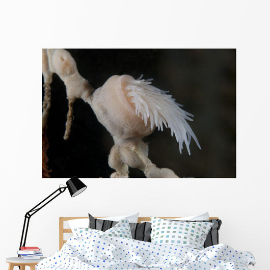 Cup Coral Polyps Hang Closed Wall Decal