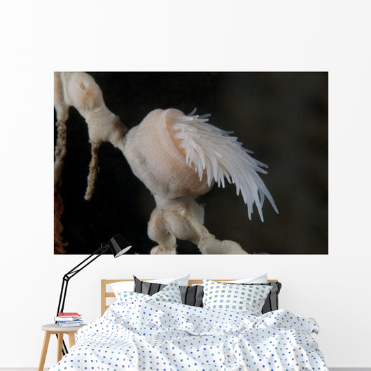 Cup Coral Polyps Hang Closed Wall Decal