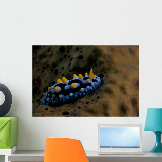 Phyllidia Coelestis Nudibranch Beqa Down Wall Decal