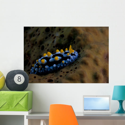 Phyllidia Coelestis Nudibranch Beqa Down Wall Decal