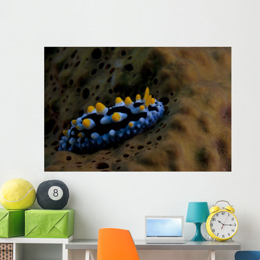 Phyllidia Coelestis Nudibranch Beqa Down Wall Decal