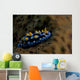 Phyllidia Coelestis Nudibranch Beqa Down Wall Decal