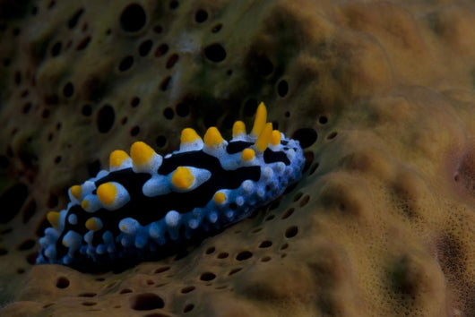 Phyllidia Coelestis Nudibranch Beqa Down Wall Decal