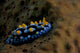 Phyllidia Coelestis Nudibranch Beqa Down Wall Decal