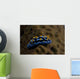 Phyllidia Coelestis Nudibranch Beqa Wall Decal
