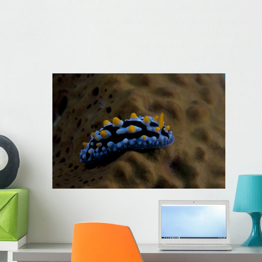 Phyllidia Coelestis Nudibranch Beqa Wall Decal