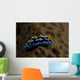Phyllidia Coelestis Nudibranch Beqa Wall Decal