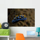 Phyllidia Coelestis Nudibranch Beqa Wall Decal