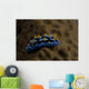 Phyllidia Coelestis Nudibranch Beqa Wall Decal
