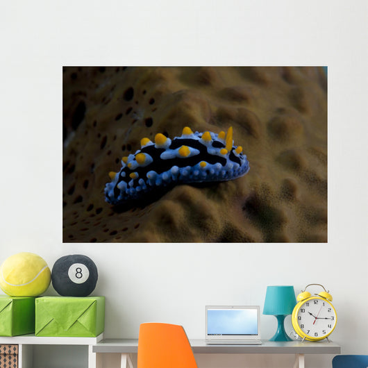 Phyllidia Coelestis Nudibranch Beqa Wall Decal