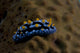 Phyllidia Coelestis Nudibranch Beqa Wall Decal