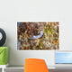 Chromodoris Lochi Nudibranch Beqa Wall Decal