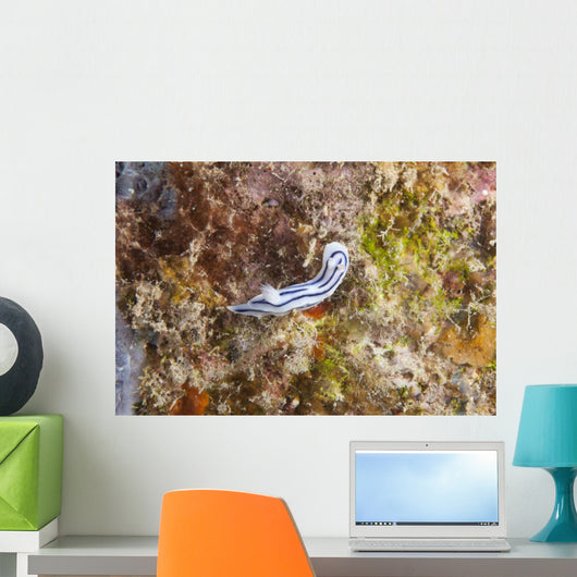 Chromodoris Lochi Nudibranch Beqa Wall Decal