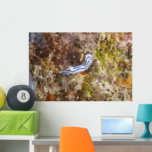 Chromodoris Lochi Nudibranch Beqa Wall Decal