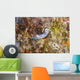 Chromodoris Lochi Nudibranch Beqa Wall Decal
