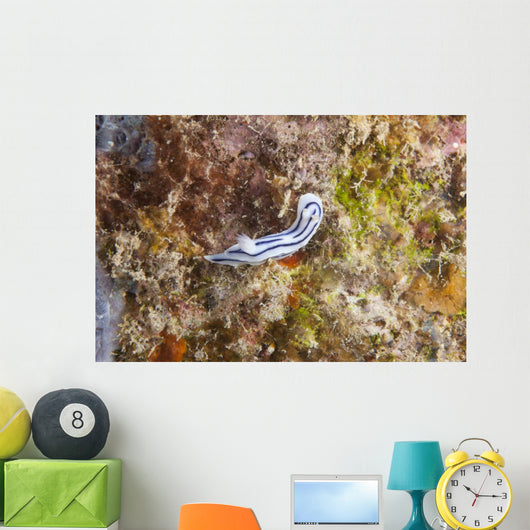 Chromodoris Lochi Nudibranch Beqa Wall Decal