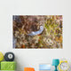 Chromodoris Lochi Nudibranch Beqa Wall Decal