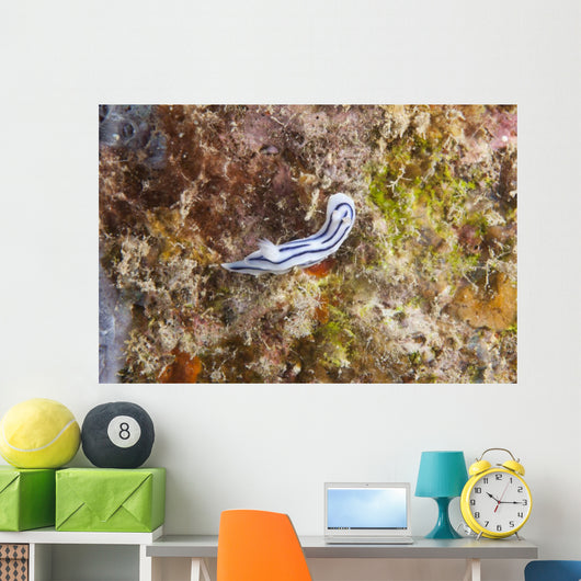 Chromodoris Lochi Nudibranch Beqa Wall Decal