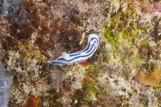 Chromodoris Lochi Nudibranch Beqa Wall Decal
