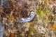 Chromodoris Lochi Nudibranch Beqa Wall Decal