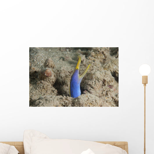 Blue Ribbon Eel Right Wall Decal