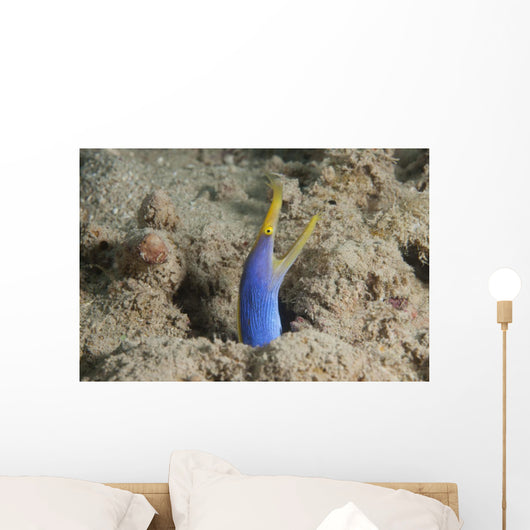 Blue Ribbon Eel Right Wall Decal