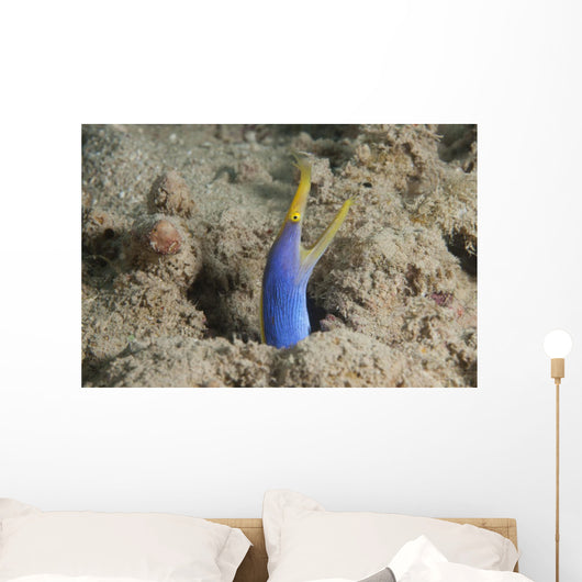 Blue Ribbon Eel Right Wall Decal