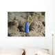 Blue Ribbon Eel Right Wall Decal