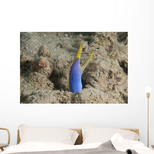 Blue Ribbon Eel Right Wall Decal