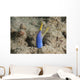 Blue Ribbon Eel Right Wall Decal
