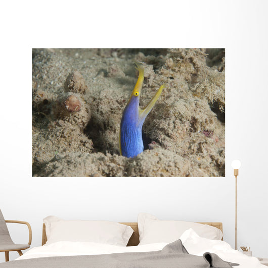 Blue Ribbon Eel Right Wall Decal