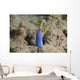 Blue Ribbon Eel Right Wall Decal