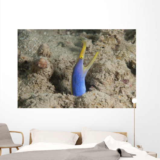 Blue Ribbon Eel Right Wall Decal