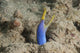 Blue Ribbon Eel Right Wall Decal
