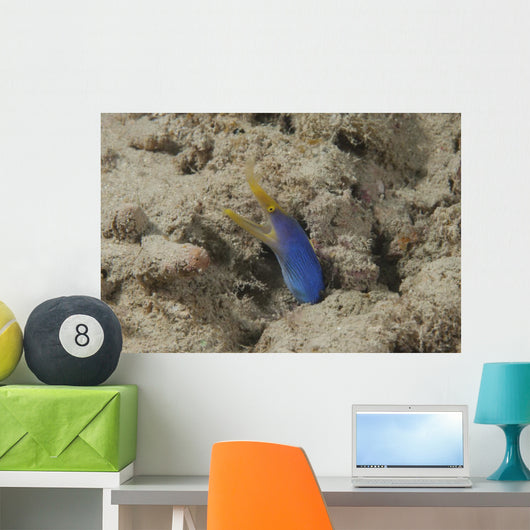 Blue Ribbon Eel Left Wall Decal