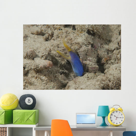 Blue Ribbon Eel Left Wall Decal