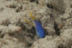 Blue Ribbon Eel Left Wall Decal