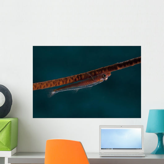 Whip Coral Goby Fiji Upside Down Wall Decal