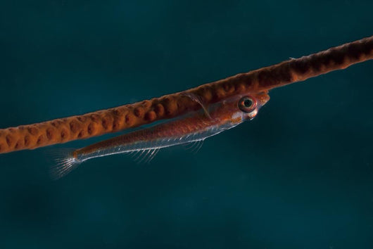 Whip Coral Goby Fiji Upside Down Wall Decal