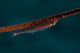 Whip Coral Goby Fiji Upside Down Wall Decal