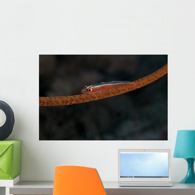 Whip Coral Goby Fiji Red Wall Decal shown on a wall