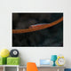 Whip Coral Goby Fiji Red Wall Decal