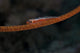 Whip Coral Goby Fiji Red Wall Decal