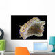Chromodoris Kuniei Nudibranch Beqa Bottom Wall Decal