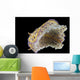 Chromodoris Kuniei Nudibranch Beqa Bottom Wall Decal