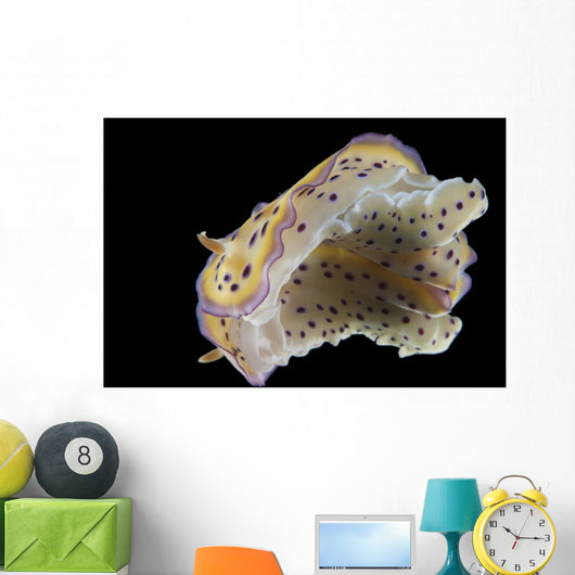 Chromodoris Kuniei Nudibranch Beqa Bottom Wall Decal