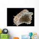 Chromodoris Kuniei Nudibranch Beqa Bottom Wall Decal