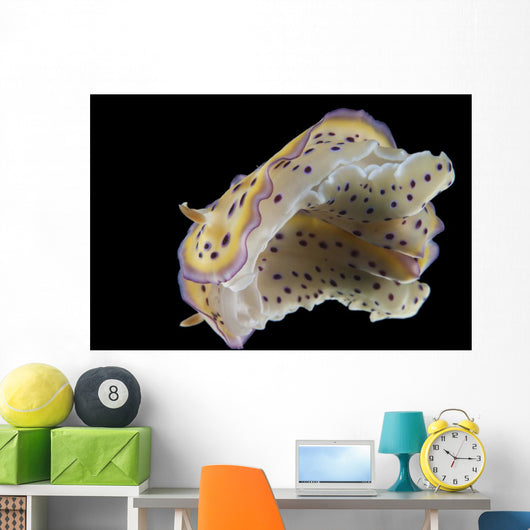 Chromodoris Kuniei Nudibranch Beqa Bottom Wall Decal