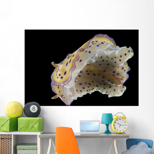 Chromodoris Kuniei Nudibranch Beqa Bottom Wall Decal