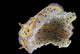 Chromodoris Kuniei Nudibranch Beqa Bottom Wall Decal